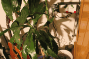 PC CONTROLLED FLOWER WATERING CIRCUIT WITH ATMEGA8