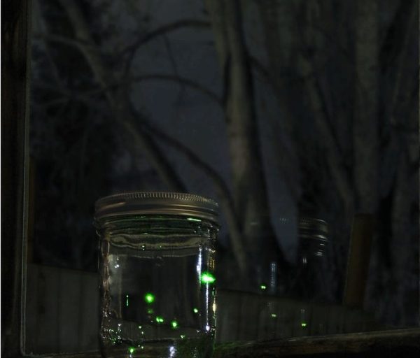 Jar of Fireflies