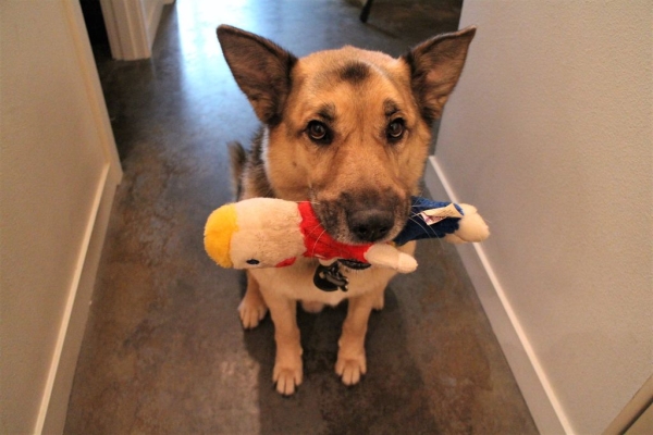 IoT Pet Monitor!